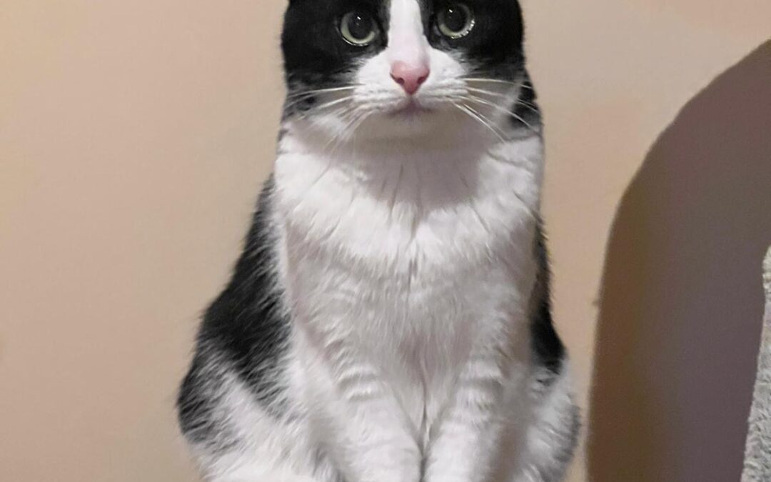 Gepard