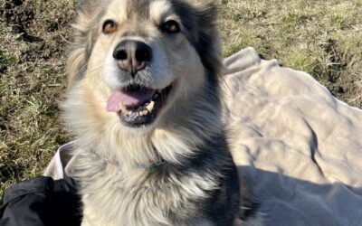 Adopcja to nie kupno – to ratunek